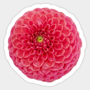 Red Dahlia Flower Sticker